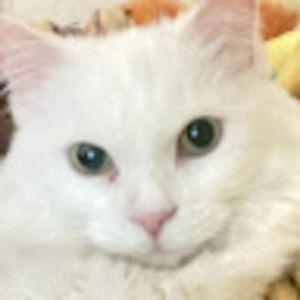 Meet your Posher, Terra